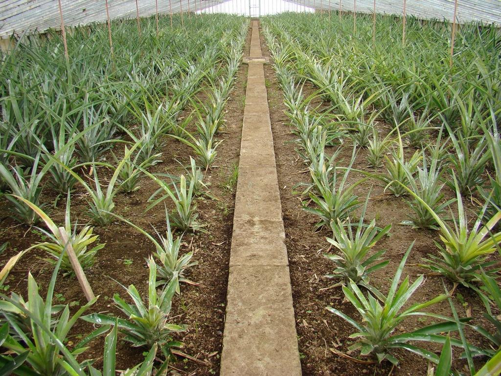 Qva - Quinta Velha Das Amoreiras Vila Franca do Campo Ngoại thất bức ảnh